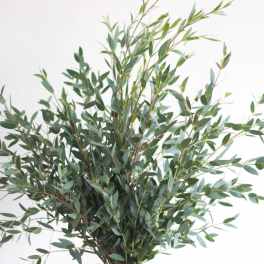 Bundle of leafy green branches against a white background
