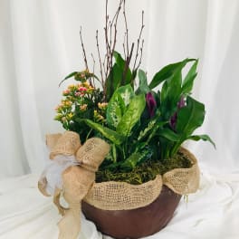 Dish Garden