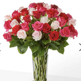Beautiful Roses