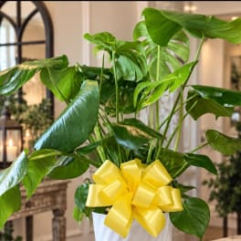 Potted green houseplant with large leaves and a yellow ribbon bow