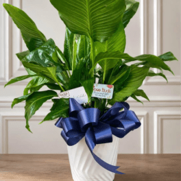 10" Peace Lily Plant