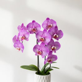 Potted purple orchids in a white textured planter