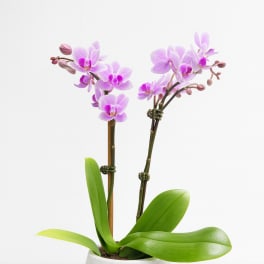 Potted pink orchid plant in a decorative ceramic pot