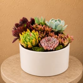 Mixed succulent arrangement in a white round planter