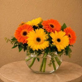 Orange and yellow gerbera daisies in a clear glass bowl vase