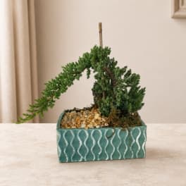 Small potted bonsai-style plant in a teal rectangular planter