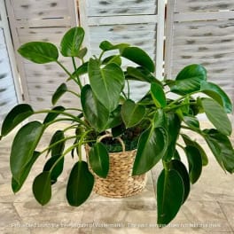 Potted green houseplant in a woven basket planter