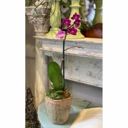 Potted purple orchid with a single stem of blooms