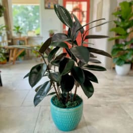 Potted rubber plant in a turquoise textured planter