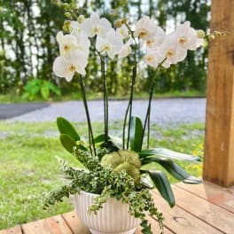 White orchid arrangement in a ribbed white pot with trailing greenery