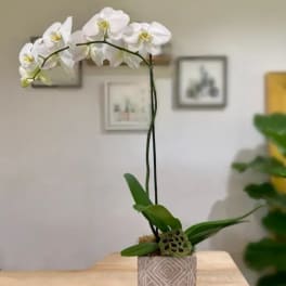 White orchid plant in a patterned square pot on a table