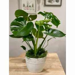 Potted monstera plant in a white ceramic pot on a wooden table
