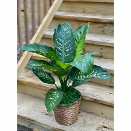 Potted green houseplant with variegated leaves in a woven basket