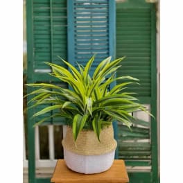 Potted variegated green plant in a woven basket cover