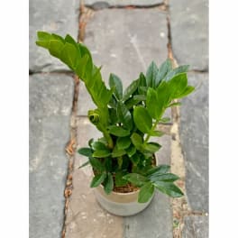 Potted green plant with glossy leaves in a white container