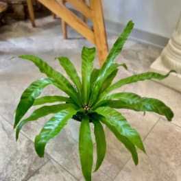 Potted green fern plant with long arching fronds