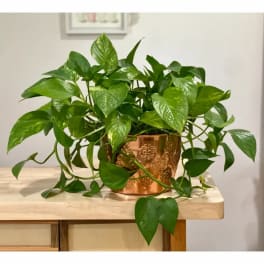 Potted pothos plant in a copper-colored container on a table