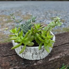 Small succulent arrangement in a white textured pot