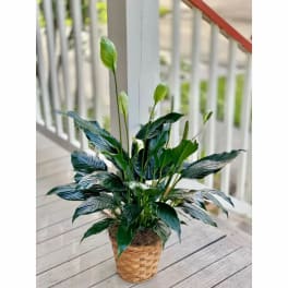 Potted peace lily plant in a woven basket on a porch