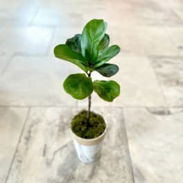 Small potted plant with glossy green leaves in a white container