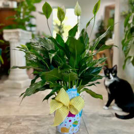 Potted green plant with tall leaves in a decorated container and yellow bow