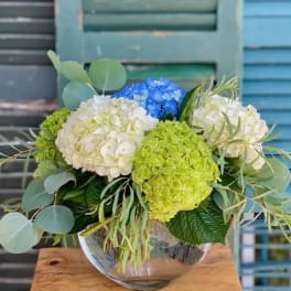 Hydrangea arrangement in a glass bowl with blue, white, and green blooms