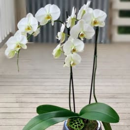 White orchid plant in a pot with two arching flower stems