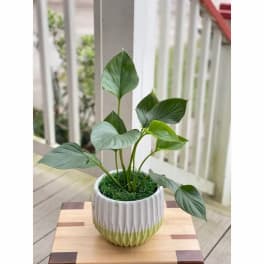 Potted green houseplant in a white and green ceramic planter