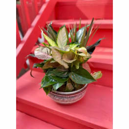 Potted tropical foliage arrangement in a small metal bowl