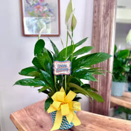 Potted peace lily with white blooms, a birthday sign, and a yellow bow
