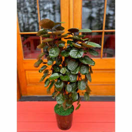 Potted leafy plant with glossy oval leaves in a brown container