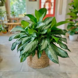 Potted green houseplant with variegated leaves in a woven basket