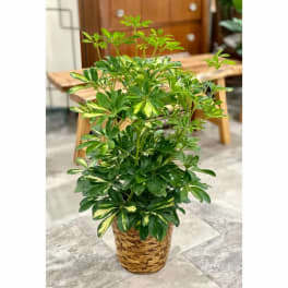 Potted green houseplant in a woven basket planter