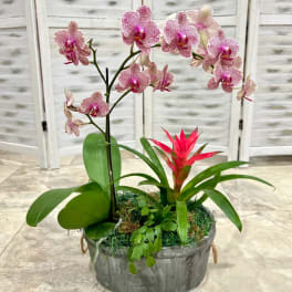 Potted orchid arrangement with pink speckled blooms and a bright red bromeliad