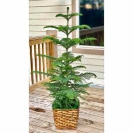 Potted evergreen plant in a woven basket on a wooden deck