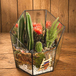Geometric glass terrarium with cacti and bright orange blooms