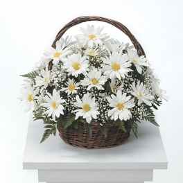 White daisies in a wicker basket with a handle