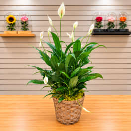 White peace lilies in a woven basket planter on a table
