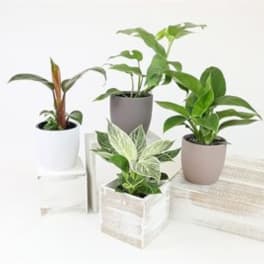 Four potted houseplants arranged on white blocks against a white background
