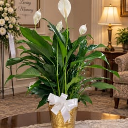 White peace lilies in a gold pot with a white ribbon