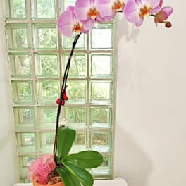 Pink orchid plant in a pot with a tall arching stem