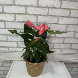 Pink anthurium plant in a woven basket pot