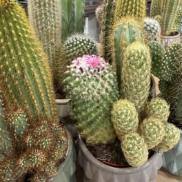 Cluster of potted cacti with one pink bloom in the center