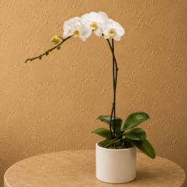 White orchid plant in a white pot on a table