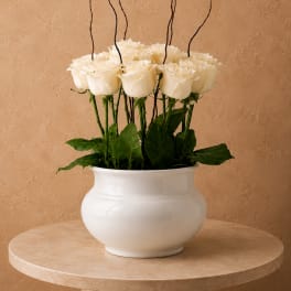 White roses arranged in a white ceramic vase