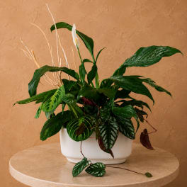 Mixed green houseplant arrangement in a white ceramic planter