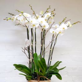 Exquisite & Elegant Orchid