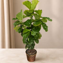 Potted fiddle leaf fig plant in a woven basket