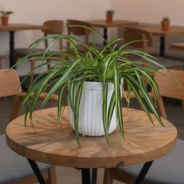 Potted spider plant in a white ceramic pot on a wooden table