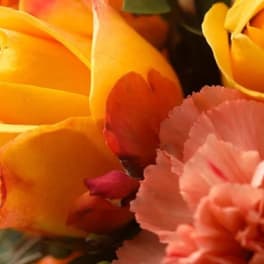 Autumn SPECIAL - Gift Wrapped